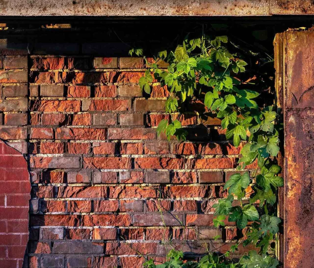 Organic growth colonising a damp brick wall after prolonged monsoon rain